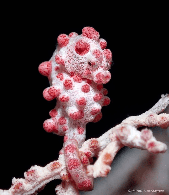 pygmy seahorse
