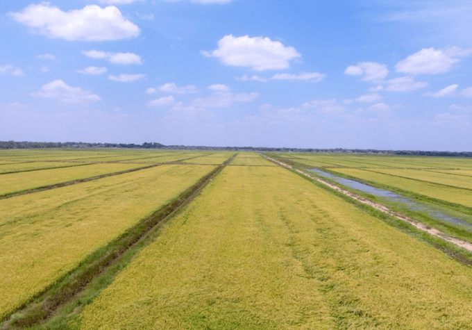 Equity rice production in kenya partnership