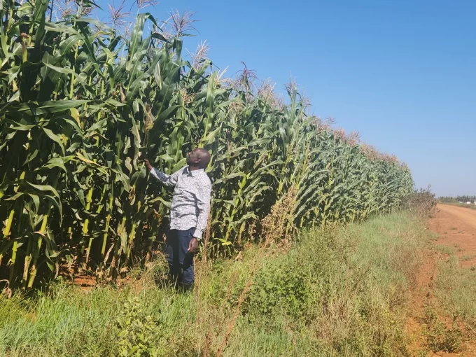 President William Ruto visits one of his maize farms.