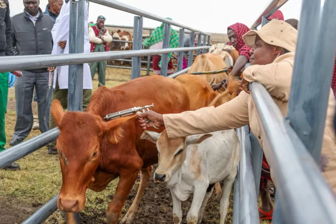 Nationwide Livestock Vaccination Campaign Stalls Amid Funding Shortfall