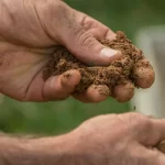 Global warming may trigger rapid release of soil carbon