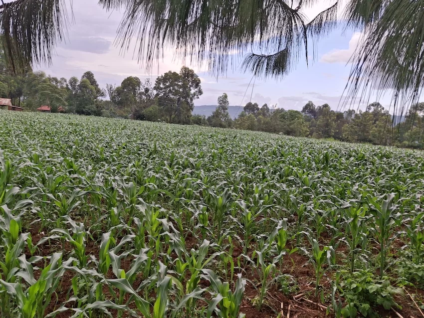 Google for Startups Accelerator - Shamba Records