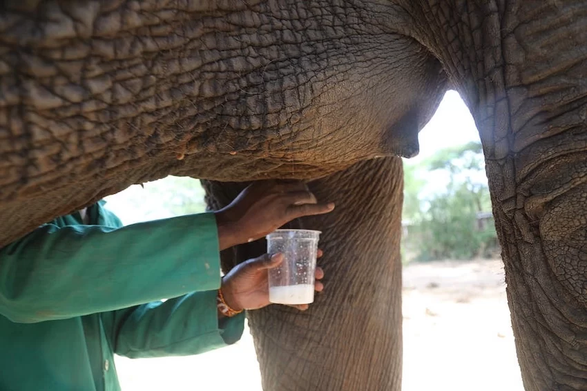 milking elephants remark