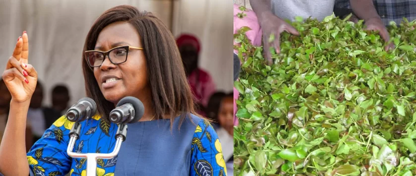 Embu Governor Vows to Fight Anti-Muguka Bill, Citing Economic Threat