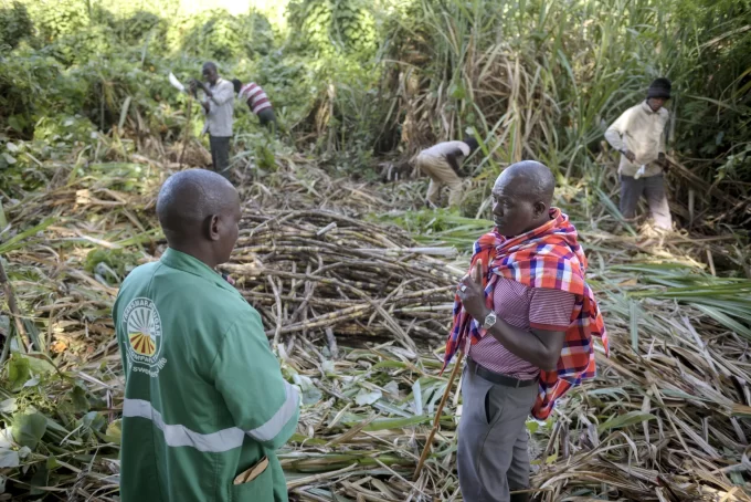 Sugarcane Farming In Kenya