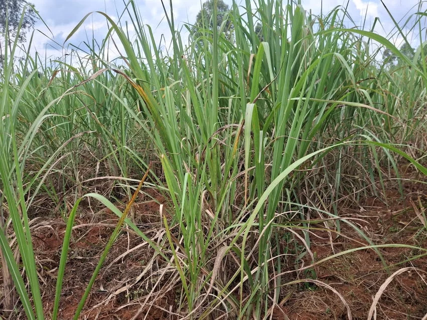 sugar millers closed