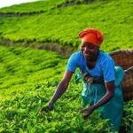 Limuru tea shares