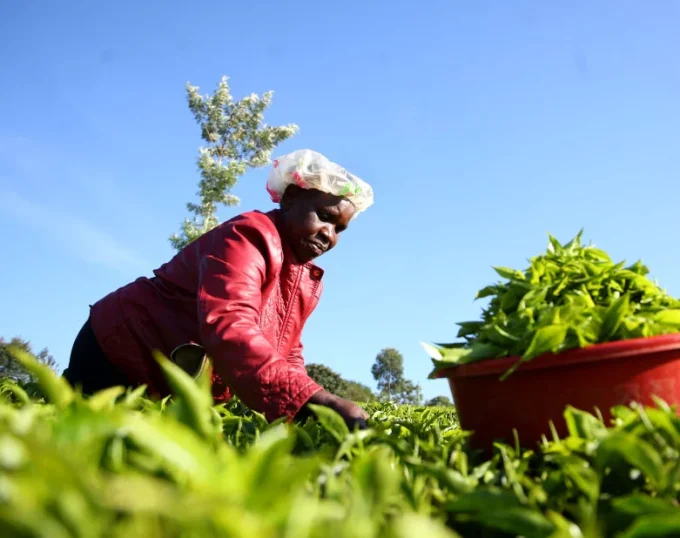 A farmer picking tea
