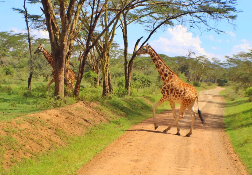 Giraffe in a game reserve