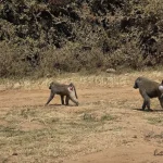 Baboons in Nairobi