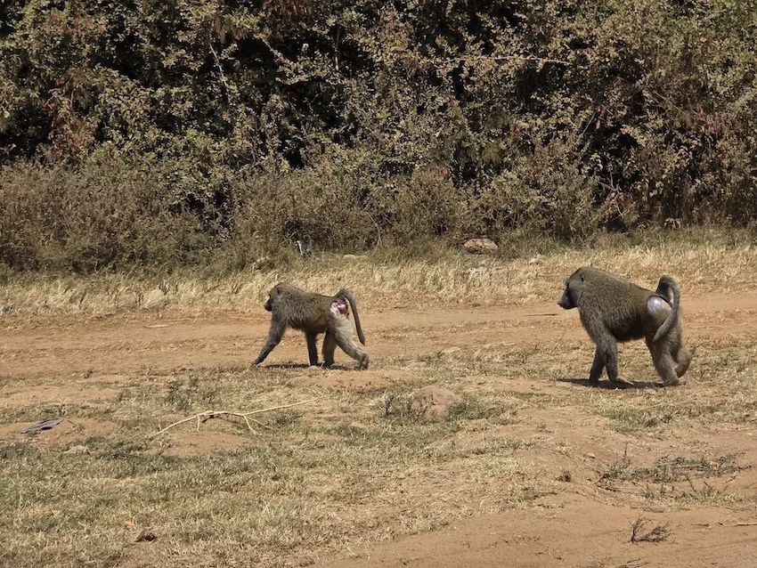 Baboons in Nairobi