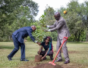 President William Ruto, DP Kithure Kindiki and Truphena Muthoni at State House planting a tree. PHOTO/@WilliamsRuto/X
