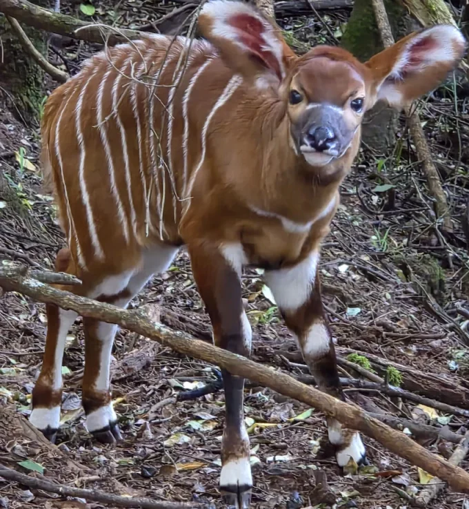 Mountain Bongo in kenya