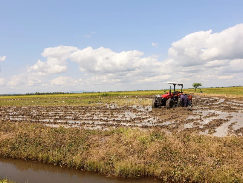 Rice field. PHOTO/@CS_MoALD/X
