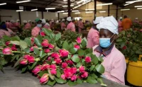 Floriculture farmers arranging roses.