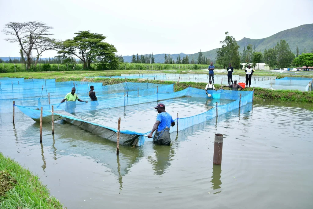 Farmers at the Kibos Aquaculture Centre