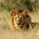 Male lion in Uganda savannah. Photo | WCS.
