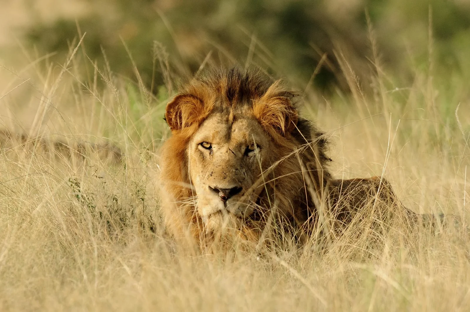 Male lion in Uganda savannah. Photo | WCS.