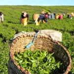 Tea plantation in Kenya