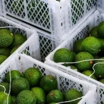 Sasini entered the avocado segment between 2017 and 2020 as part of a wider plan to diversify beyond its traditional tea and coffee businesses.