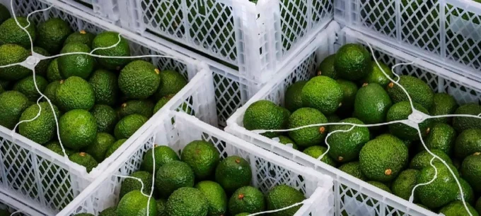 Sasini entered the avocado segment between 2017 and 2020 as part of a wider plan to diversify beyond its traditional tea and coffee businesses.