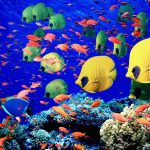 Ocean acidification disrupts reef fish social behavior: study