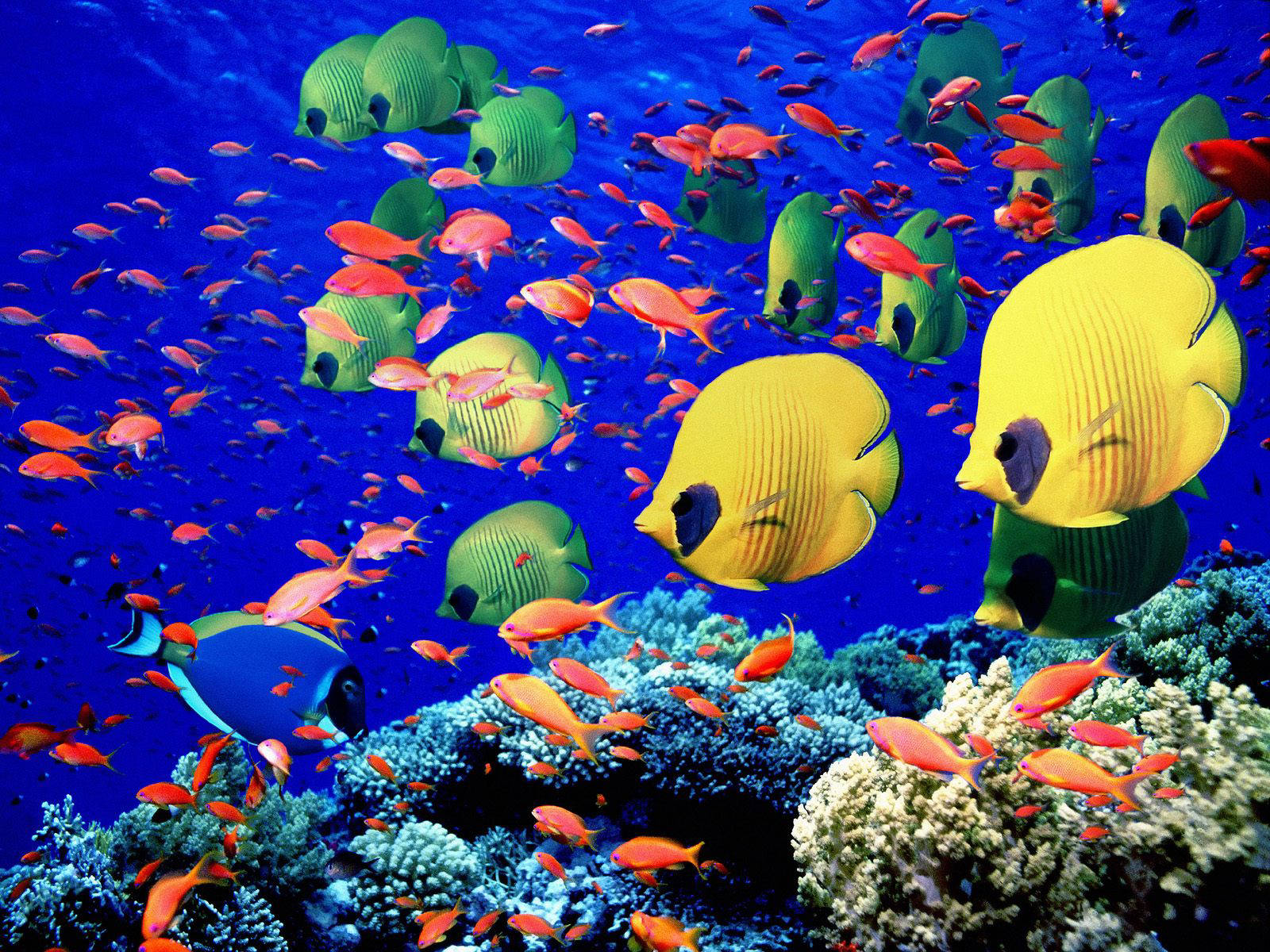 Ocean acidification disrupts reef fish social behavior: study