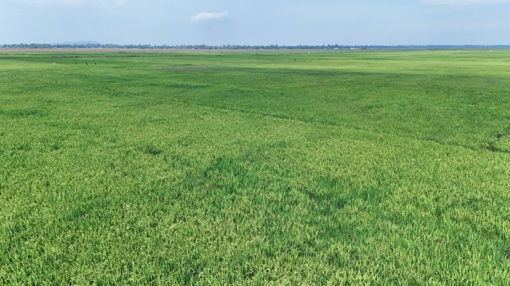 Bunyala Irrigation Scheme