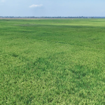 Bunyala Irrigation Scheme