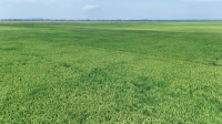 Bunyala Irrigation Scheme