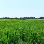 Kimira-Oluch Irrigation Scheme in Homa Bay