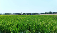 Kimira-Oluch Irrigation Scheme in Homa Bay