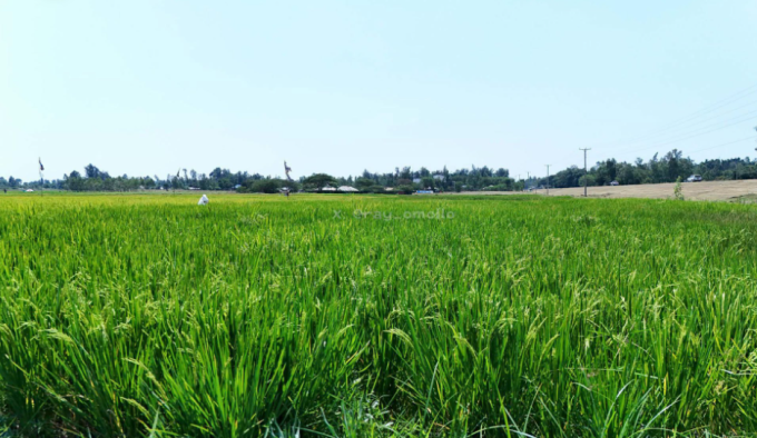 Kimira-Oluch Irrigation Scheme in Homa Bay
