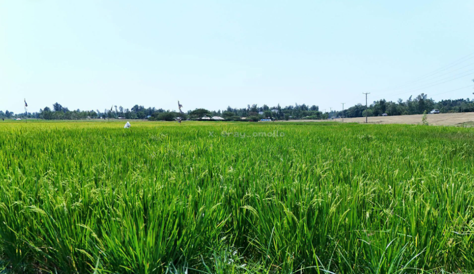 Kimira-Oluch Irrigation Scheme in Homa Bay