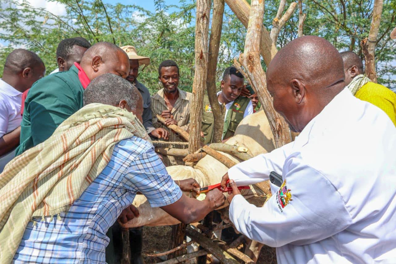 CS Kagwe rallies farmers to embrace digital livestock identification programme
