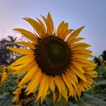 A Sunflower farm