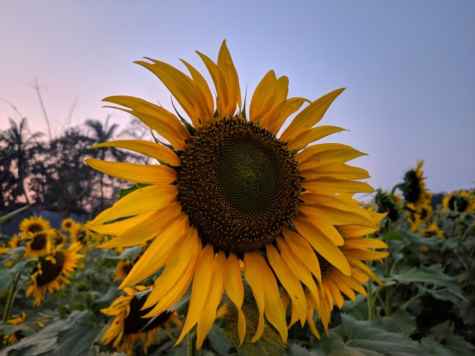 A Sunflower farm