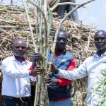 Cane farming in Siaya - Equity Bank