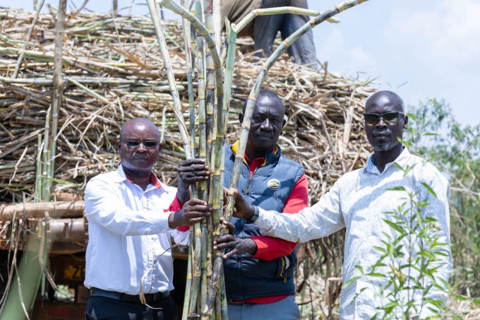Cane farming in Siaya - Equity Bank