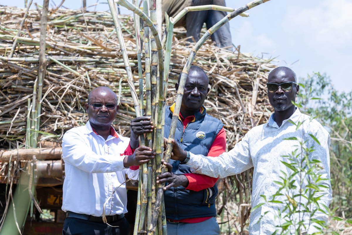 Cane farming in Siaya - Equity Bank