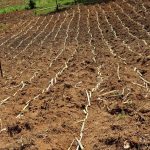 Sugar sector