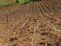 Sugar sector