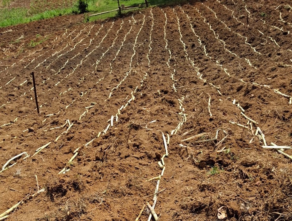 Sugar sector
